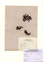 藏品(Binghamia sp.)的圖片